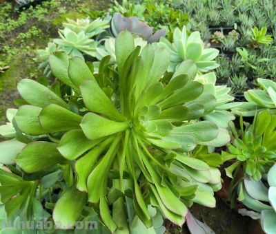 分享几款美美的多肉，附详细资料 - 图画吧TUHUABA