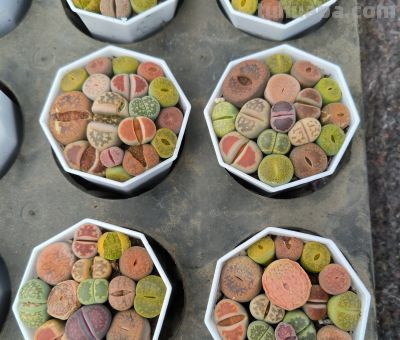 分享几款美美的多肉，附详细资料 - 图画吧TUHUABA