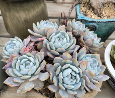 分享几款美美的多肉，附详细资料 - 图画吧TUHUABA