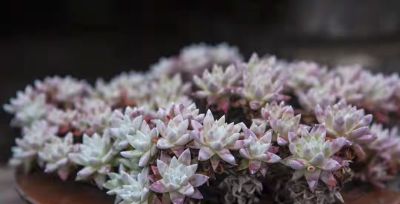 跌落神坛的20种多肉，当年贵到下不了手，现在终于可以随便买了 - 图画吧TUHUABA