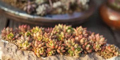 跌落神坛的20种多肉，当年贵到下不了手，现在终于可以随便买了 - 今日头条