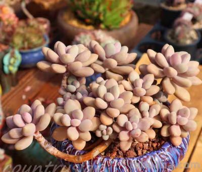 跌落神坛的20种多肉，当年贵到下不了手，现在终于可以随便买了 - 图画吧TUHUABA