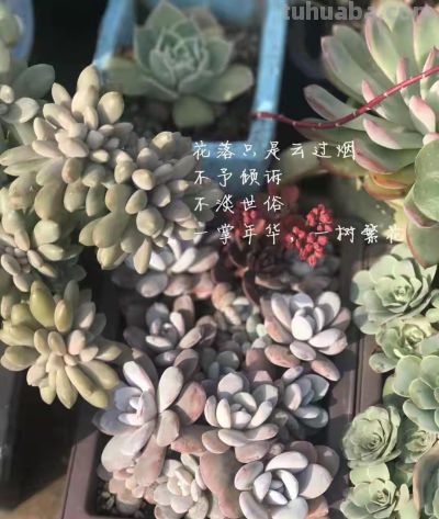 跌落神坛的20种多肉，当年贵到下不了手，现在终于可以随便买了 - 图画吧TUHUABA