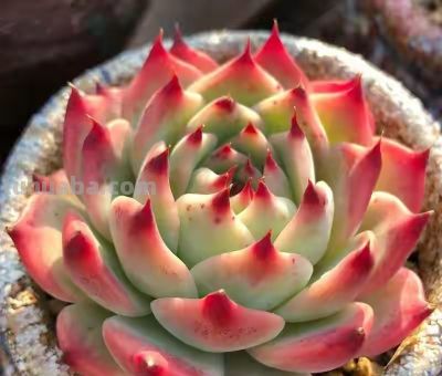 跌落神坛的20种多肉，当年贵到下不了手，现在终于可以随便买了 - 图画吧TUHUABA