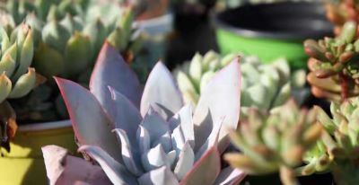 跌落神坛的20种多肉，当年贵到下不了手，现在终于可以随便买了 - 图画吧TUHUABA