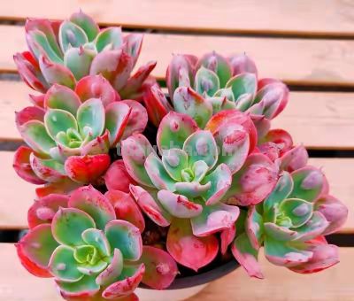 跌落神坛的20种多肉，当年贵到下不了手，现在终于可以随便买了 - 图画吧TUHUABA