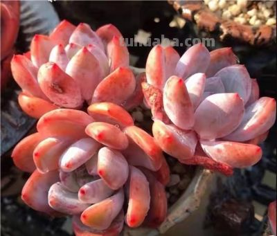 跌落神坛的20种多肉，当年贵到下不了手，现在终于可以随便买了 - 图画吧TUHUABA