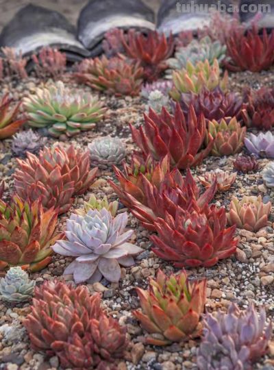 跌落神坛的20种多肉，当年贵到下不了手，现在终于可以随便买了 - 图画吧TUHUABA