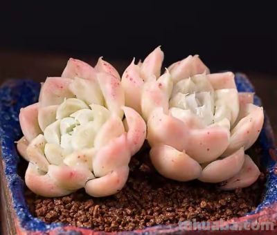 跌落神坛的20种多肉，当年贵到下不了手，现在终于可以随便买了 - 图画吧TUHUABA