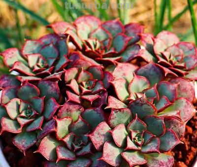 跌落神坛的20种多肉，当年贵到下不了手，现在终于可以随便买了 - 图画吧TUHUABA