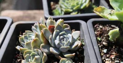 跌落神坛的20种多肉，当年贵到下不了手，现在终于可以随便买了 - 图画吧TUHUABA