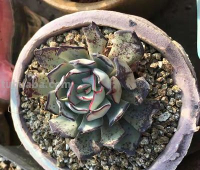 跌落神坛的20种多肉，当年贵到下不了手，现在终于可以随便买了 - 图画吧TUHUABA