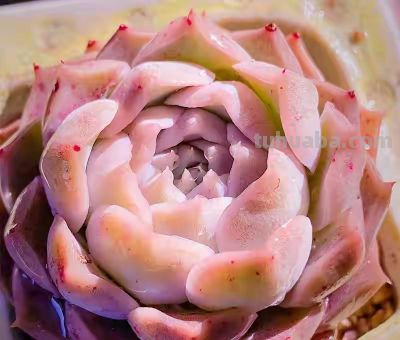 跌落神坛的20种多肉，当年贵到下不了手，现在终于可以随便买了 - 图画吧TUHUABA