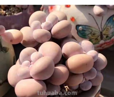 跌落神坛的20种多肉，当年贵到下不了手，现在终于可以随便买了 - 图画吧TUHUABA