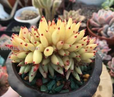 跌落神坛的20种多肉，当年贵到下不了手，现在终于可以随便买了 - 图画吧TUHUABA