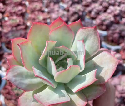 跌落神坛的20种多肉，当年贵到下不了手，现在终于可以随便买了 - 图画吧TUHUABA