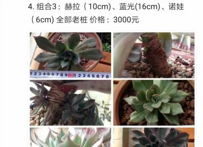 跌落神坛的20种多肉，当年贵到下不了手，现在终于可以随便买了 - 图画吧TUHUABA