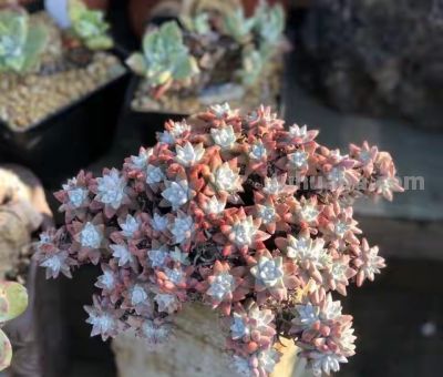 跌落神坛的20种多肉，当年贵到下不了手，现在终于可以随便买了 - 图画吧TUHUABA