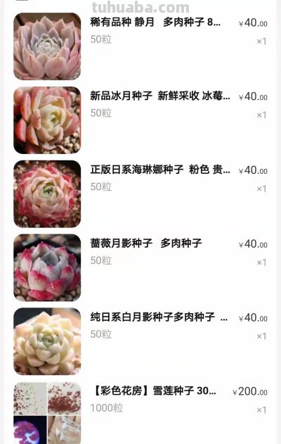 跌落神坛的20种多肉，当年贵到下不了手，现在终于可以随便买了 - 图画吧TUHUABA