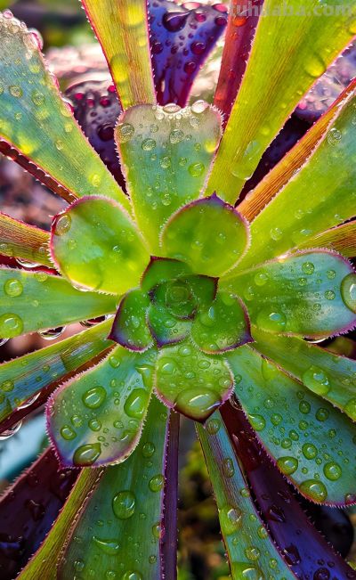 唯美壁纸 l 多肉植物-叶子和花瓣一样的植物。#微距摄影##多肉# - 图画吧TUHUABA