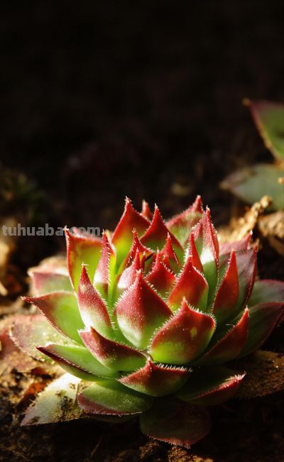 唯美壁纸 l 多肉植物-叶子和花瓣一样的植物。#微距摄影##多肉# - 今日头条