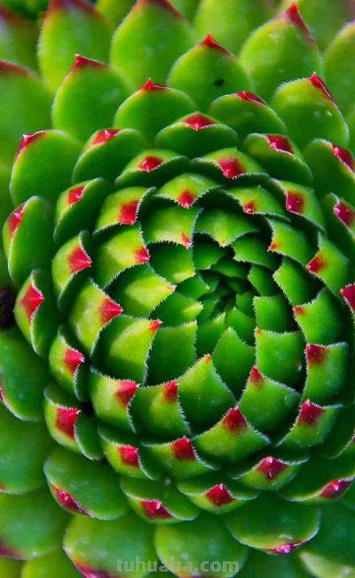 唯美壁纸 l 多肉植物-叶子和花瓣一样的植物。#微距摄影##多肉# - 图画吧TUHUABA