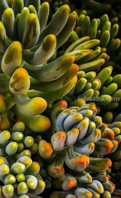 唯美壁纸 l 多肉植物-叶子和花瓣一样的植物。#微距摄影##多肉# - 图画吧TUHUABA