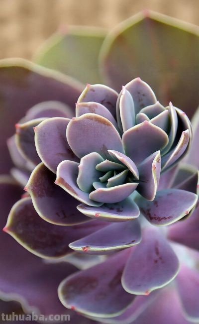 唯美壁纸 l 多肉植物-叶子和花瓣一样的植物。#微距摄影##多肉# - 图画吧TUHUABA
