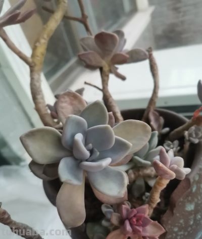 这两盆多肉养了好几年了，就是不知道叫啥名！有认识的吗！ - 今日头条