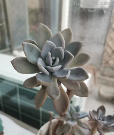 这两盆多肉养了好几年了，就是不知道叫啥名！有认识的吗！ - 图画吧TUHUABA