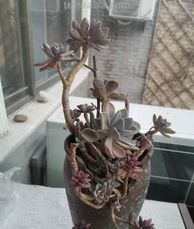 这两盆多肉养了好几年了，就是不知道叫啥名！有认识的吗！ - 图画吧TUHUABA