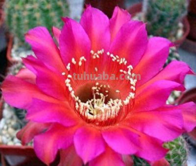 适合新手种植的花卉（十八）仙人球 - 今日头条