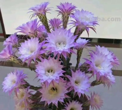 适合新手种植的花卉（十八）仙人球 - 图画吧TUHUABA