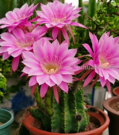 适合新手种植的花卉（十八）仙人球 - 图画吧TUHUABA