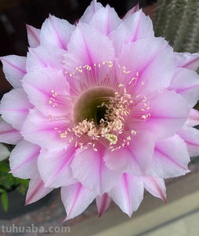 适合新手种植的花卉（十八）仙人球 - 图画吧TUHUABA