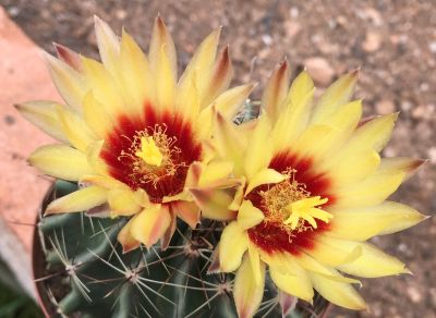 适合新手种植的花卉（十八）仙人球 - 图画吧TUHUABA