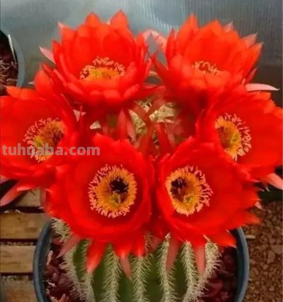 适合新手种植的花卉（十八）仙人球 - 图画吧TUHUABA