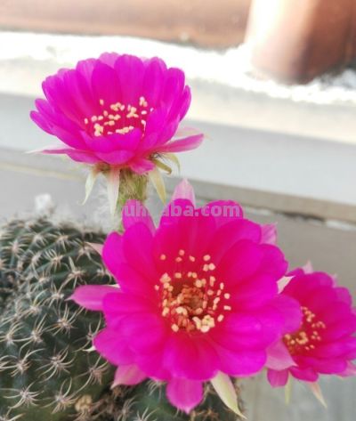 适合新手种植的花卉（十八）仙人球 - 图画吧TUHUABA