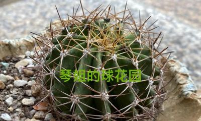 冬天的仙人球还是放在室内，用补光灯养最安全 - 今日头条