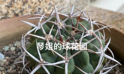 冬天的仙人球还是放在室内，用补光灯养最安全 - 图画吧TUHUABA
