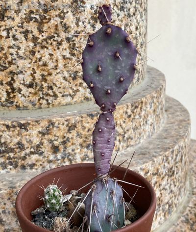 冬天的仙人球还是放在室内，用补光灯养最安全 - 图画吧TUHUABA