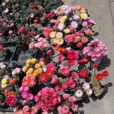 适合农村养的仙人球，买“草球”，夏天开花，冬天不怕冻！ - 图画吧TUHUABA