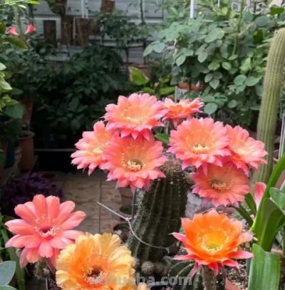 适合农村养的仙人球，买“草球”，夏天开花，冬天不怕冻！ - 图画吧TUHUABA