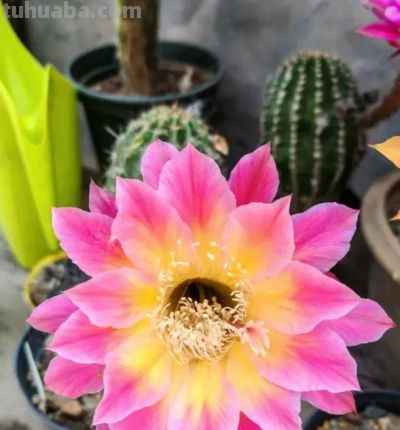 适合农村养的仙人球，买“草球”，夏天开花，冬天不怕冻！ - 图画吧TUHUABA