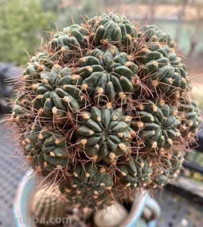 有花友评论说：你家最好不要养仙人球 - 今日头条