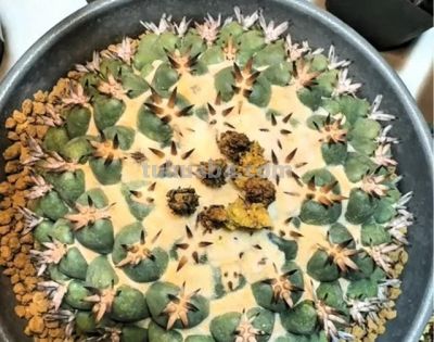 有花友评论说：你家最好不要养仙人球 - 图画吧TUHUABA