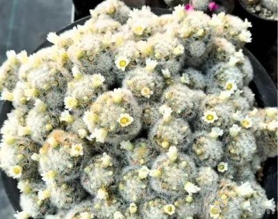 有花友评论说：你家最好不要养仙人球 - 图画吧TUHUABA