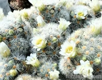 有花友评论说：你家最好不要养仙人球 - 图画吧TUHUABA