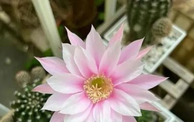 仙人球有“4怕”，及时避开才能长得壮，开花多姿又鲜艳 - 图画吧TUHUABA