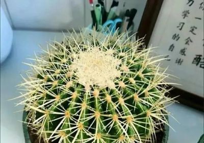 仙人球有“4怕”，及时避开才能长得壮，开花多姿又鲜艳 - 图画吧TUHUABA